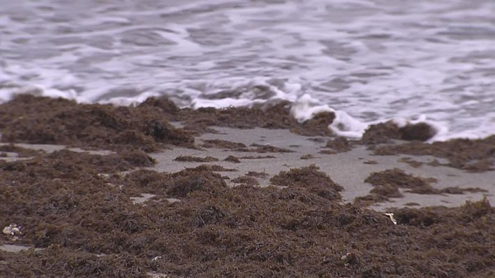 Noticias Andalucía - 30.000 kg de algas tras el temporal