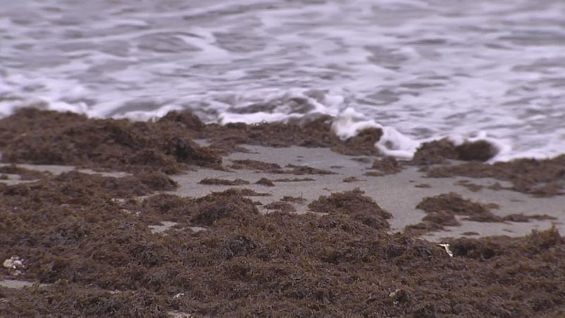 30.000 kg de algas tras el temporal - Ver ahora