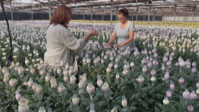 Crece la venta de flores por San Valentín - Ver ahora