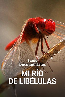 Somos Documentales - Mi río de libélulas