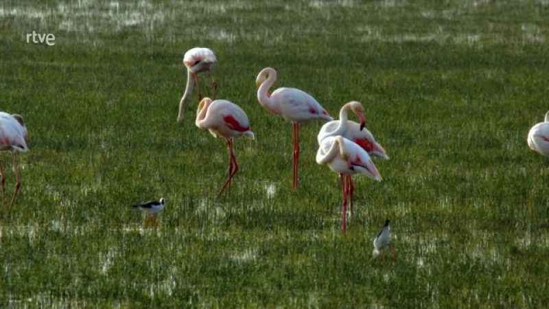 Pioneros de Doñana