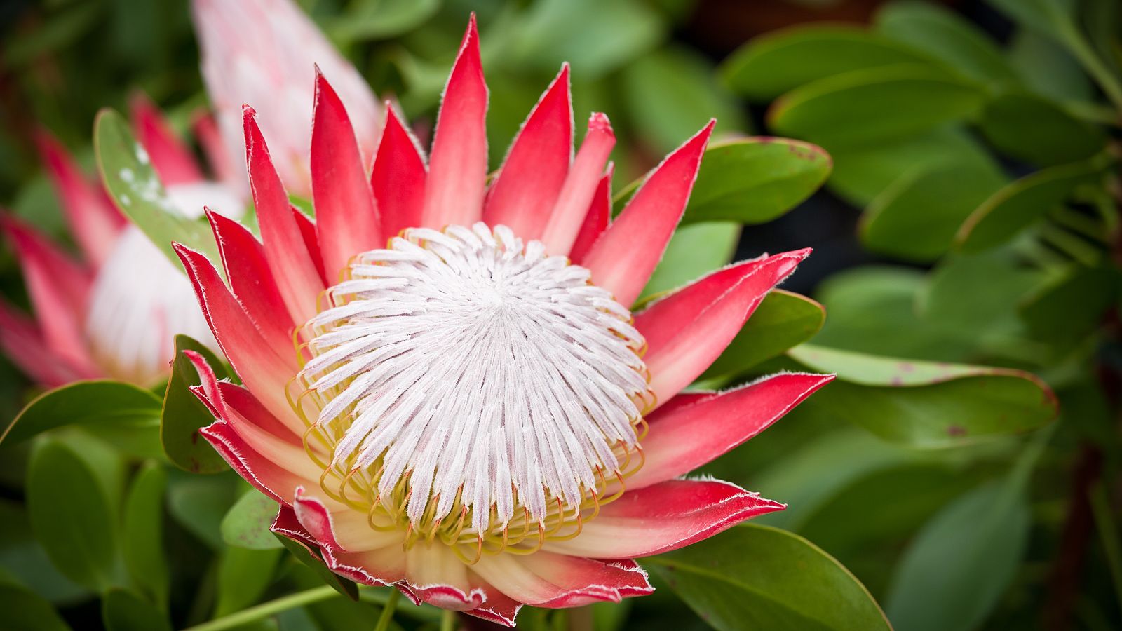 La Palma pierde casi la mitad de su cosecha de proteas debido al volcán