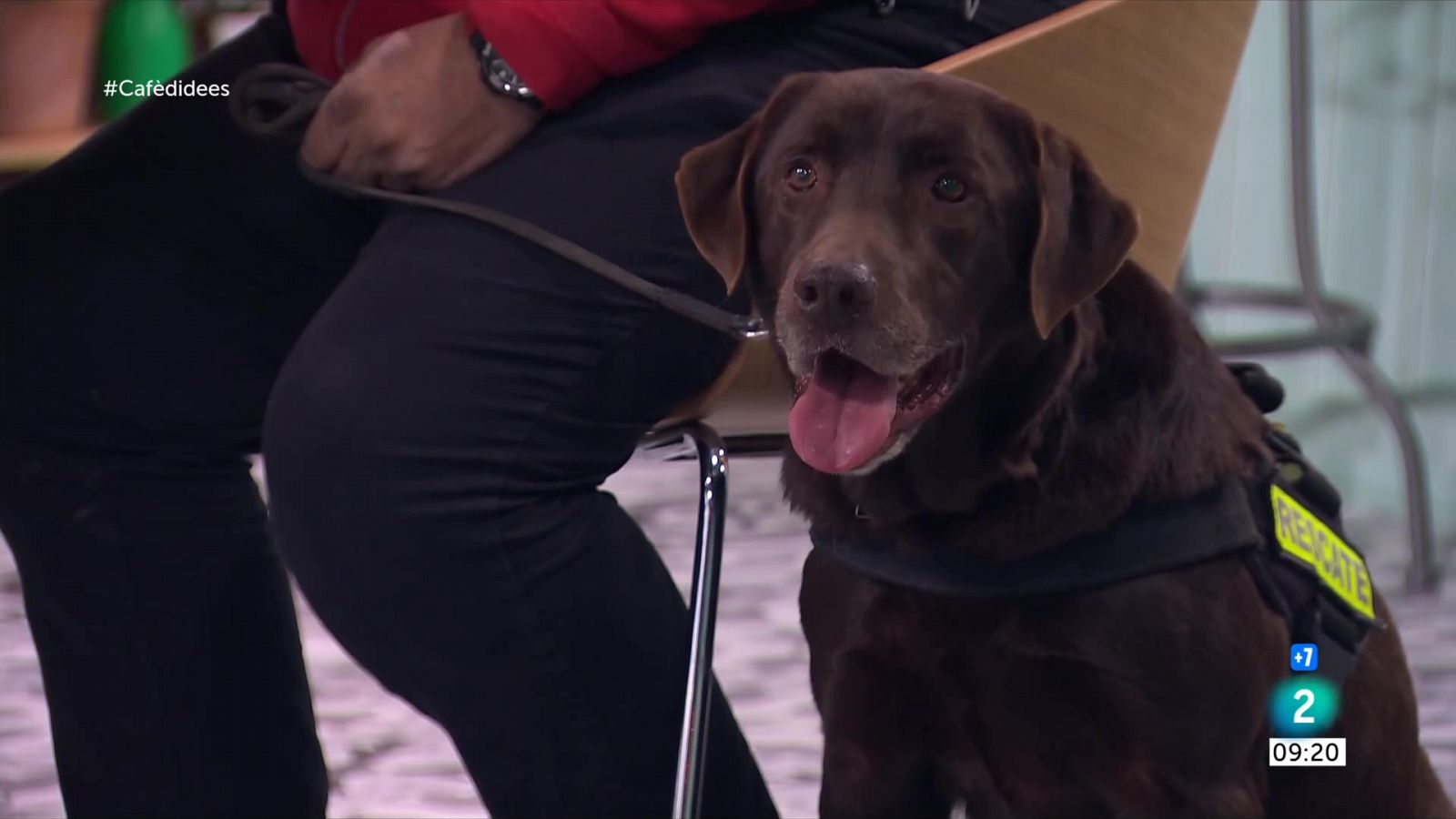 La feina del gos Kiwi, clau als rescats dels terratrèmols de Turquia