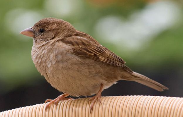 Ciencia y tecnología en Rtve.es - Los gorriones se extinguen
