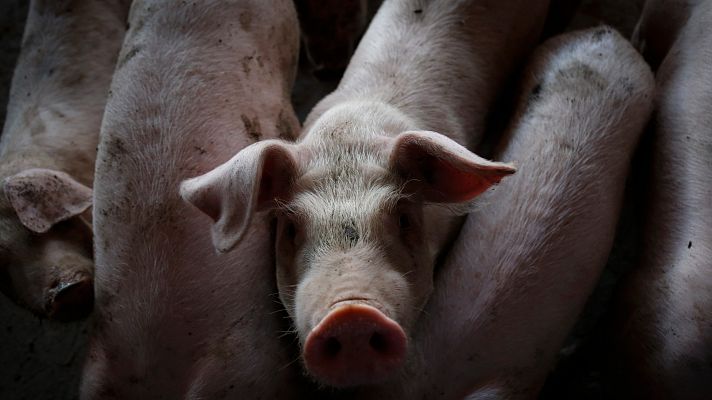 Temor en las granjas españolas a que llegue la peste porcina africana