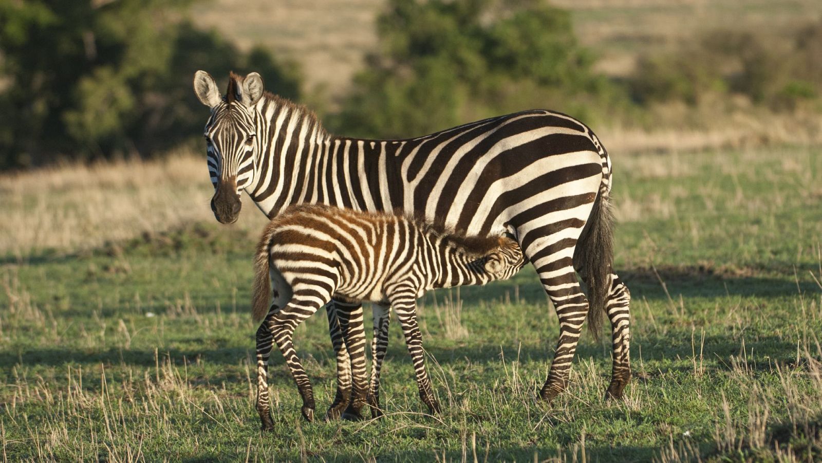 Nacimiento, cerebro músculo - Animal humano - Documental en RTVE