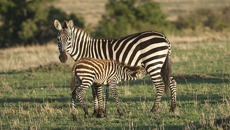 Animal humano - Episodio 1: Nacimiento, cerebro m�sculo - ver ahora