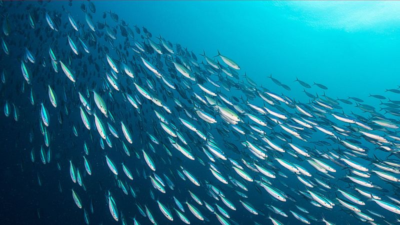 Animal humano - Episodio 2: Vivir, amar, morir - ver ahora