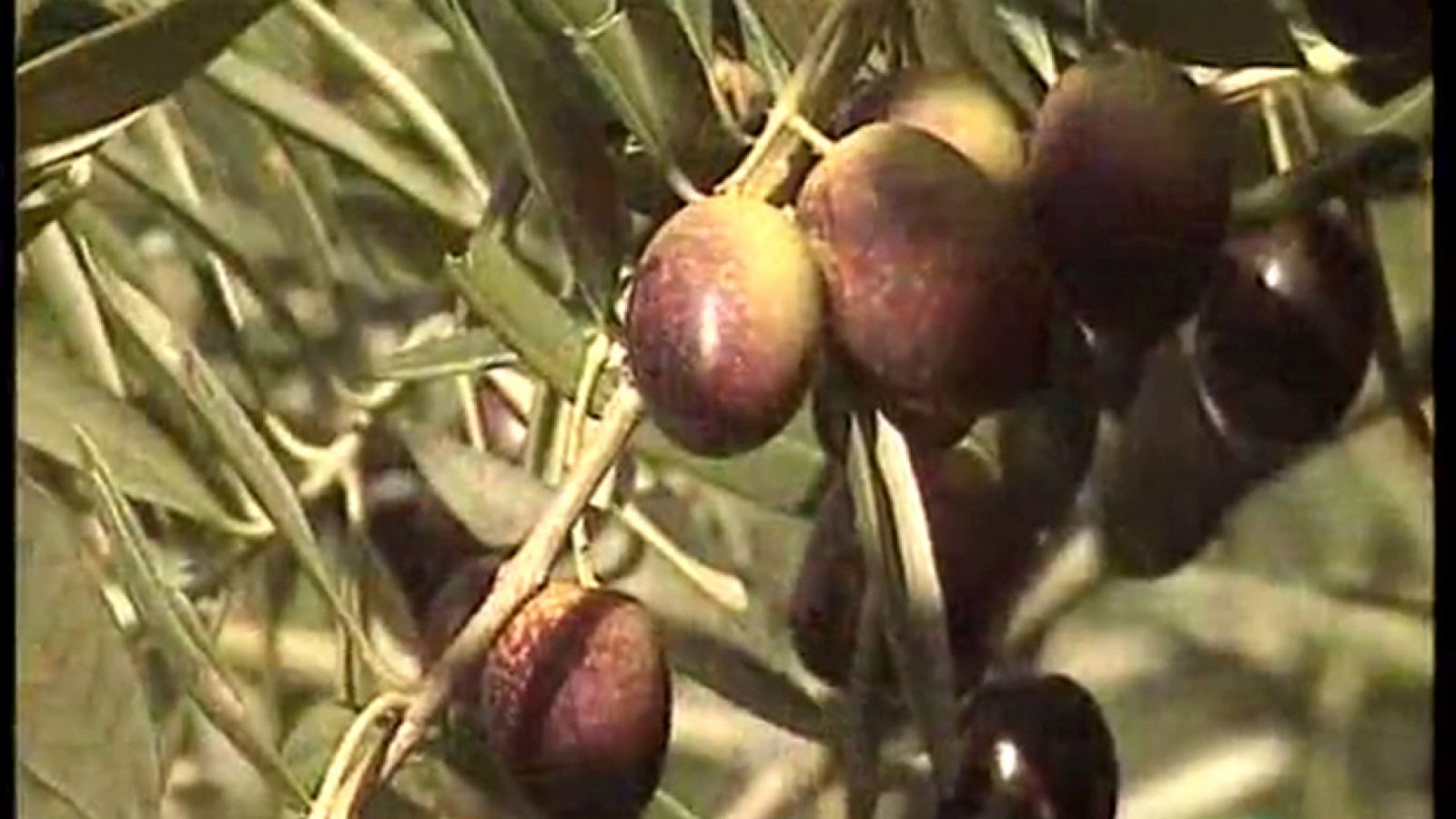 A pedir de boca - Aceite de oliva DO. Baena - A pedir de boca | Ver