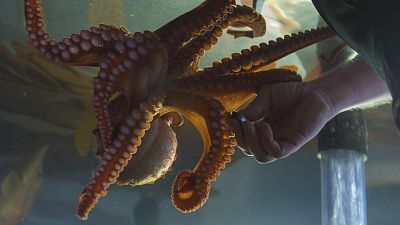 Contactos con un pulpo gigante del Pacfico