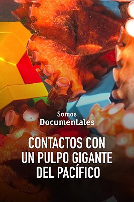 Contactos con un pulpo gigante del Pacífico