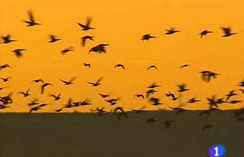 Vuelven las aves a la tubería de la llanura manchega