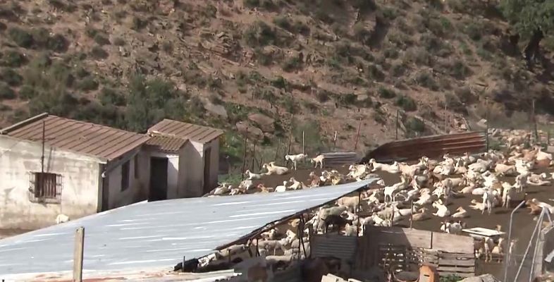 Hablando claro - Agricultores y ganaderos denuncian el aumento de robos en el campo