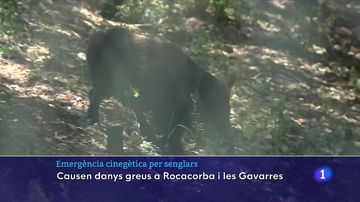 Emergència cinegètica a Les Gavarres i Rocacorba