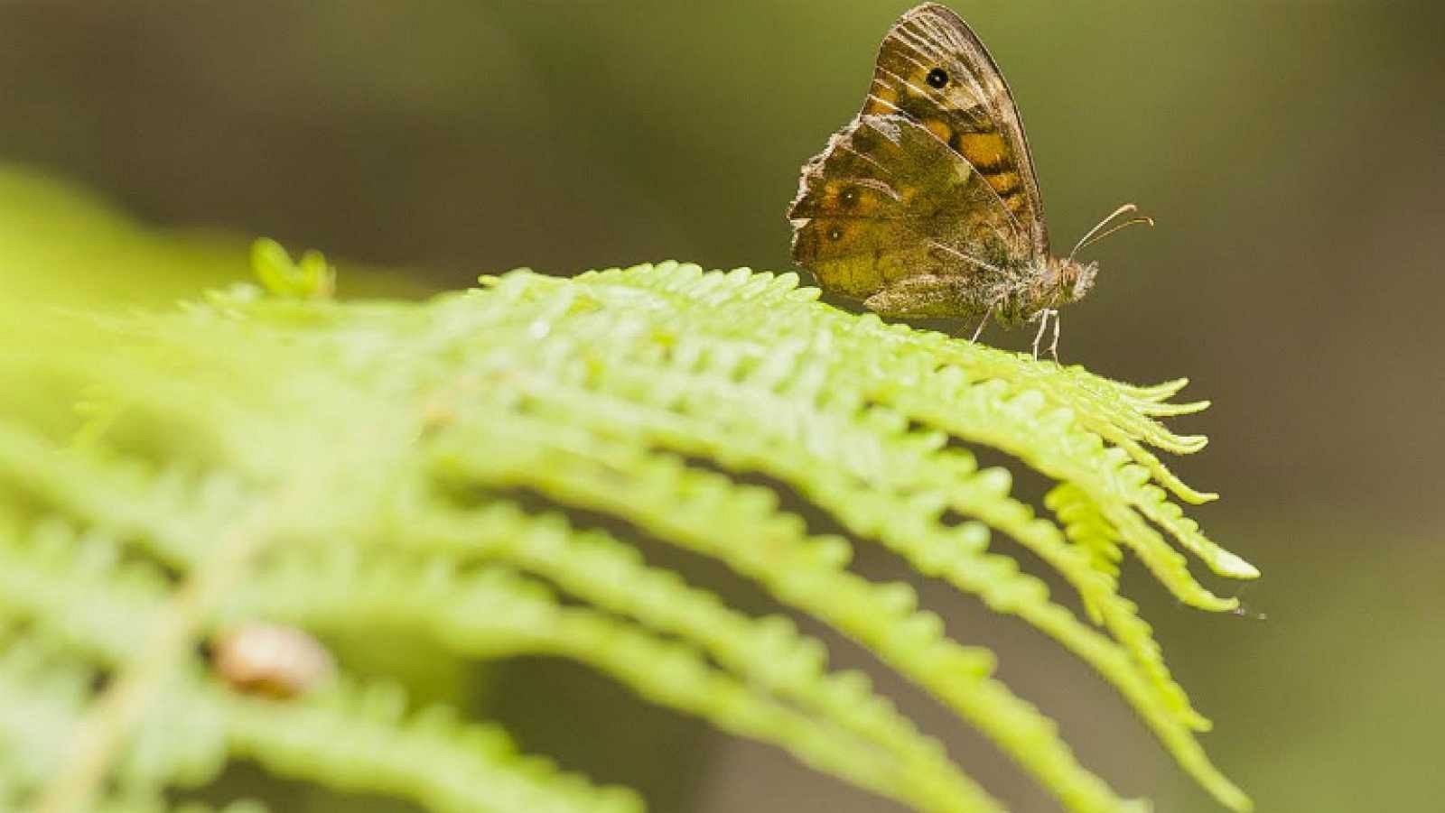 El efecto mariposa y el cambio climático