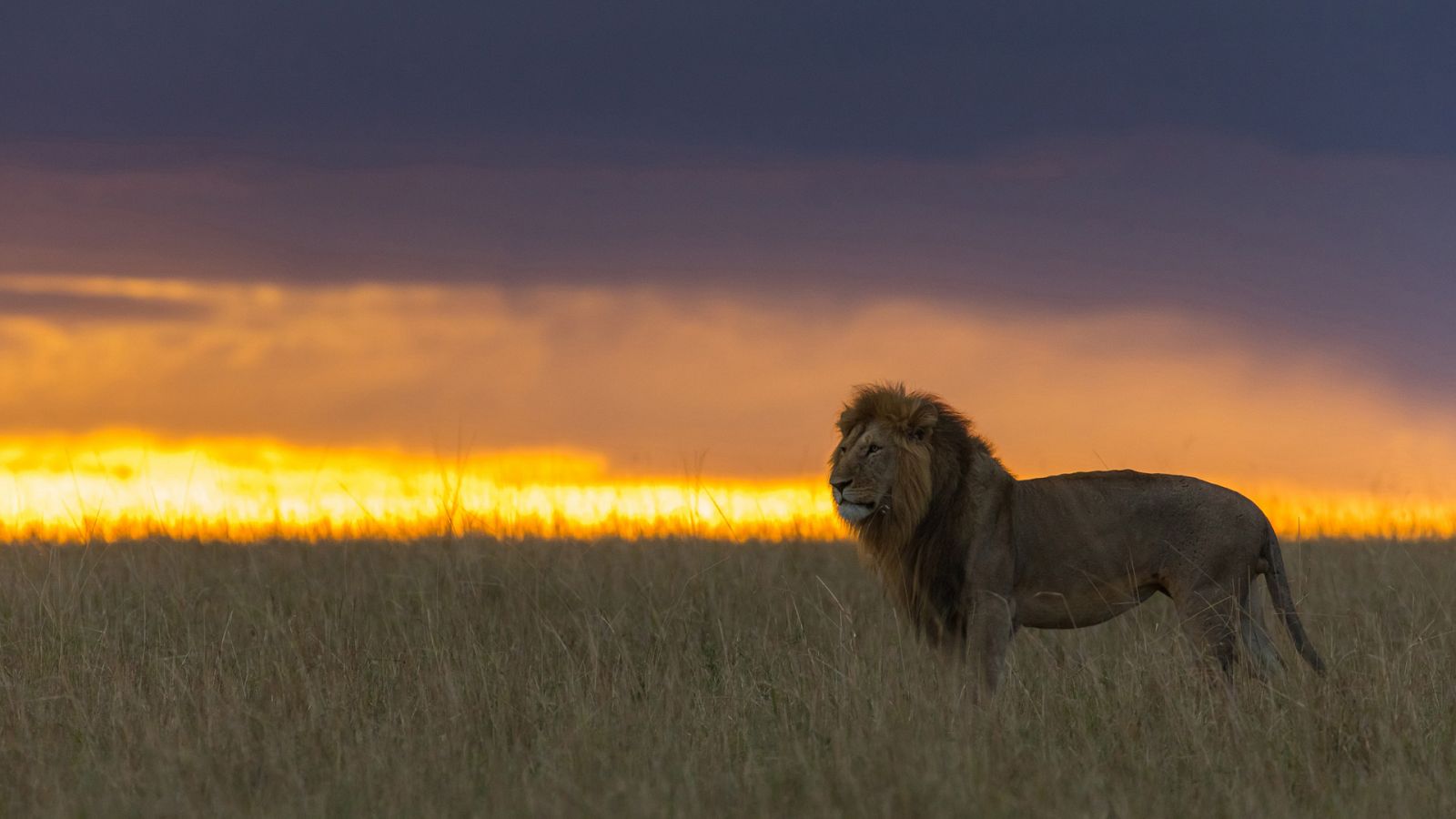 Los cazadores nocturnos de África - Somos documentales - Documental en RTVE