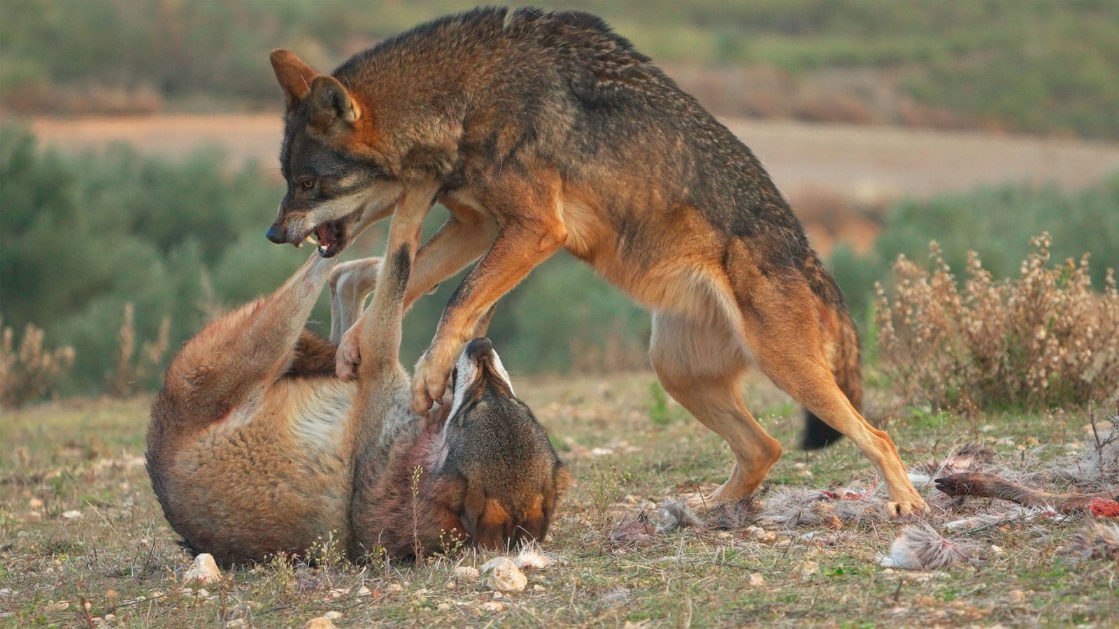 Somos documentales - Iconos salvajes de Iberia - ver ahora