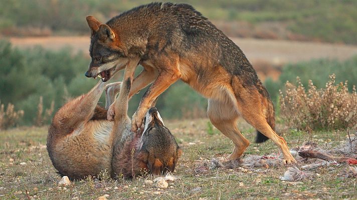 Somos documentales - Iconos salvajes de Iberia - ver ahora