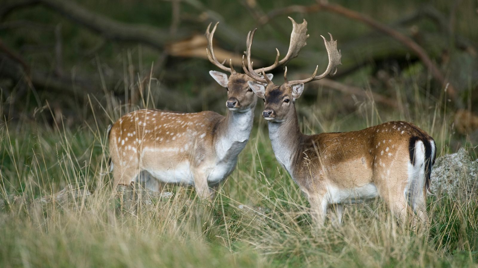 Somos documentales - Historias de ciervos - ver ahora
