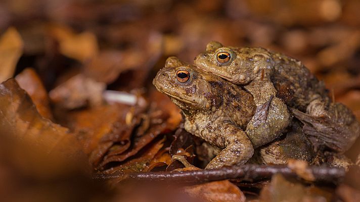 Somos Documentales - El bosque de los héroes