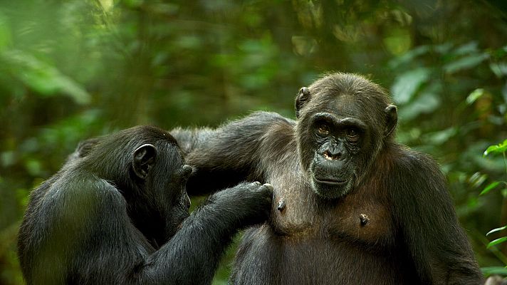 El juego del amor - En medio de la selva