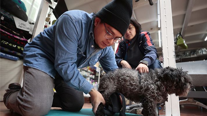 Acceder a un alquiler con mascota, un quebradero de cabeza para muchos inquilinos