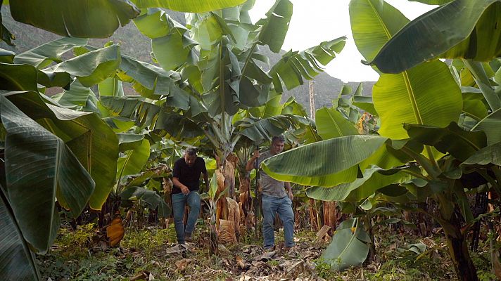 Canarias volcánica y tropical