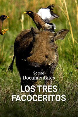 Somos Documentales - Los tres facoceritos
