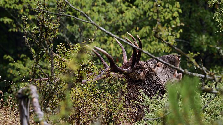 Somos documentales - El príncipe del bosque - Ver ahora