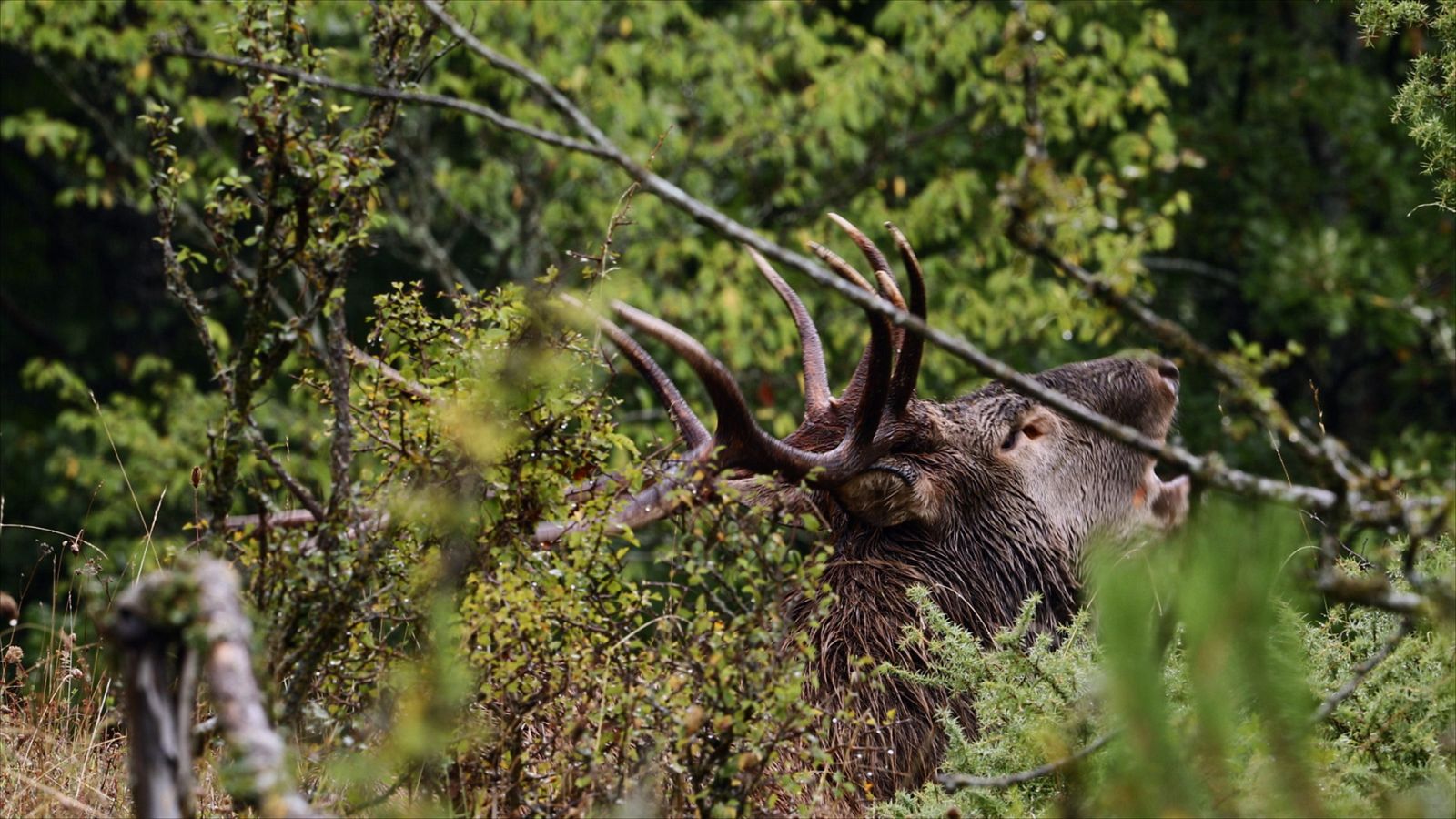 Somos documentales - El príncipe del bosque - Ver ahora