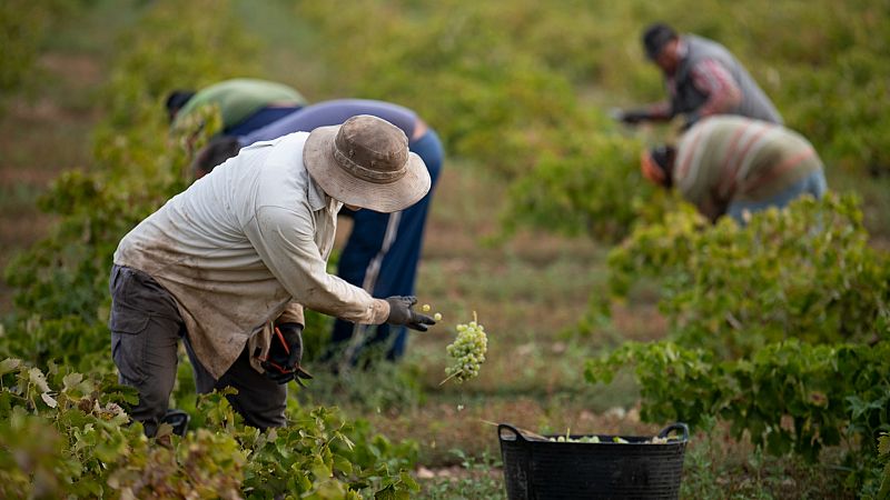En 2023 llegarán a España más de 18.000 trabajadores para sectores como el de la agricultura y este año la novedad es que firmarán contratos fijos-discontinuos y el permiso que les dan por su trabajo, que antes era por un año, ahora es por cuatro.