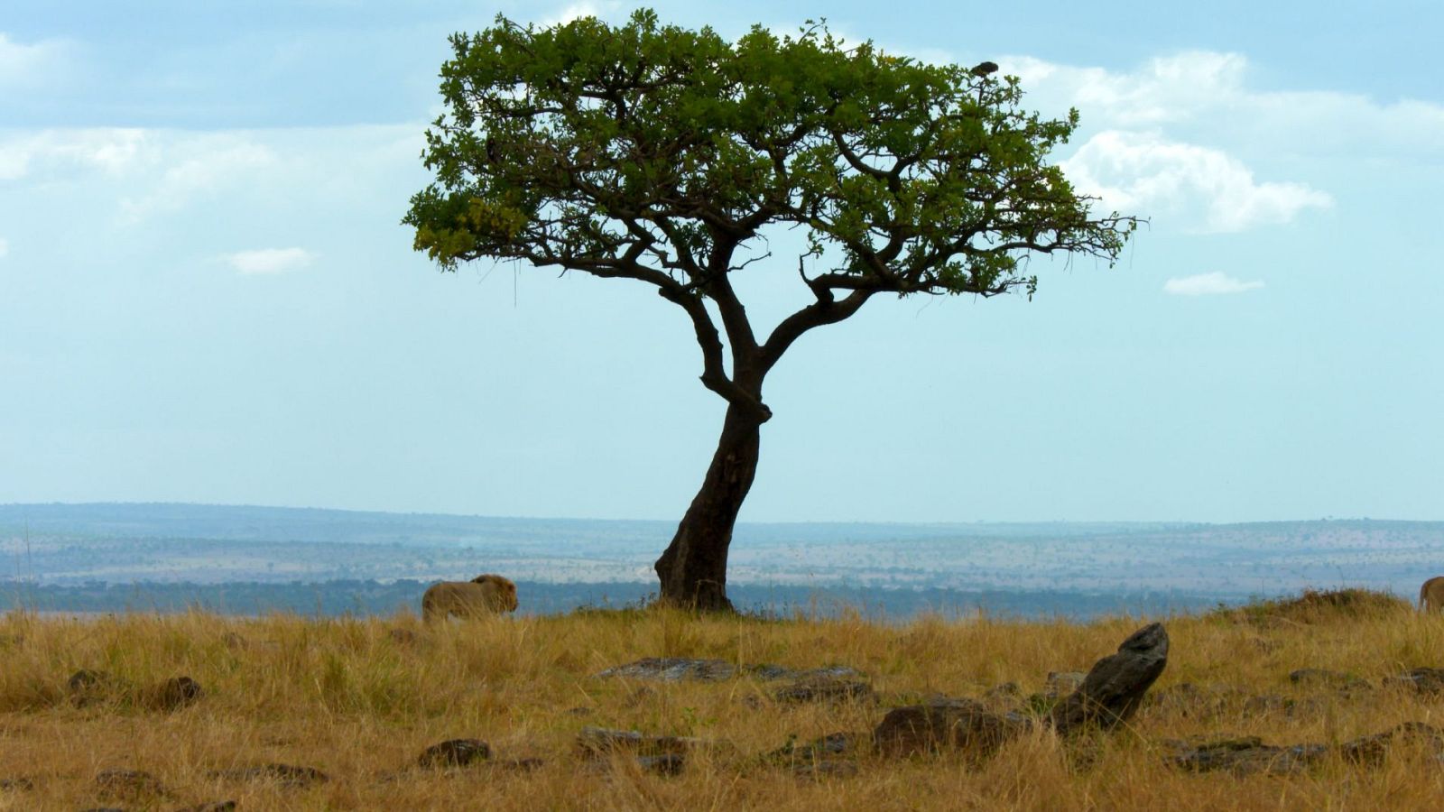 Somos documentales - Miedo en la sabana - ver ahora