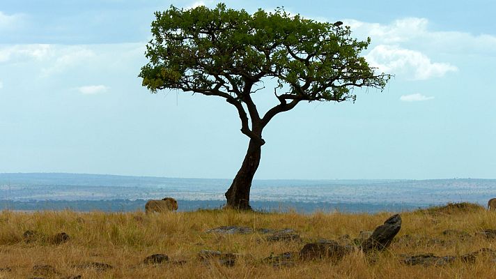 Somos documentales - Miedo en la sabana - ver ahora