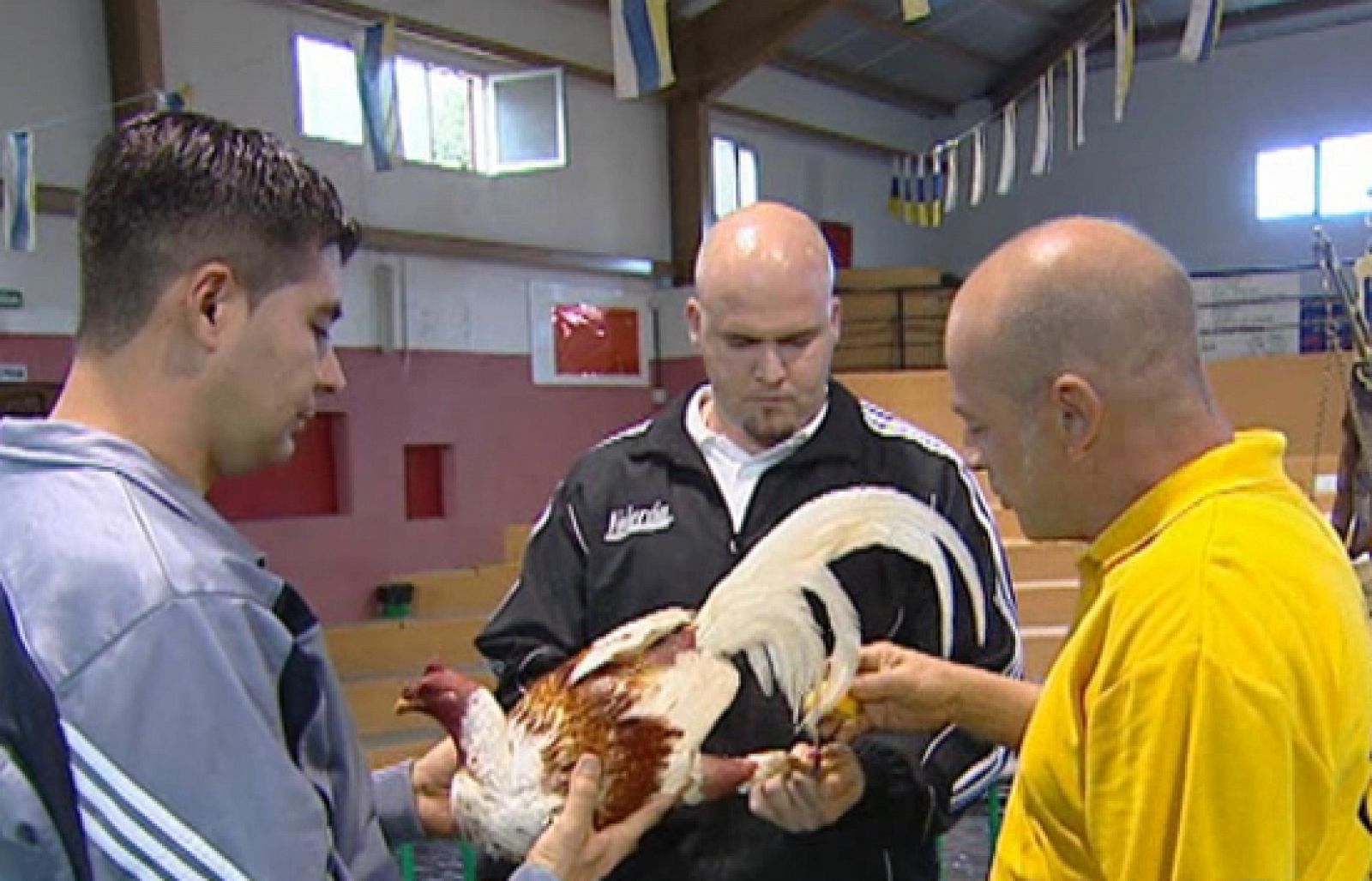 Reporteros del telediario - Por primera vez en varios años una cámara de TVE puede entrar en una pelea de gallos en Canarias