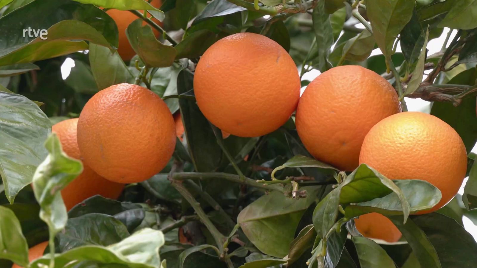 La tecnología también está presente en las naranjas 