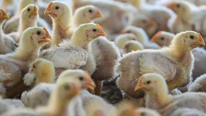 Telediario 1 - Dentro de uno de los laboratorios que vigilan al virus de la gripe aviar