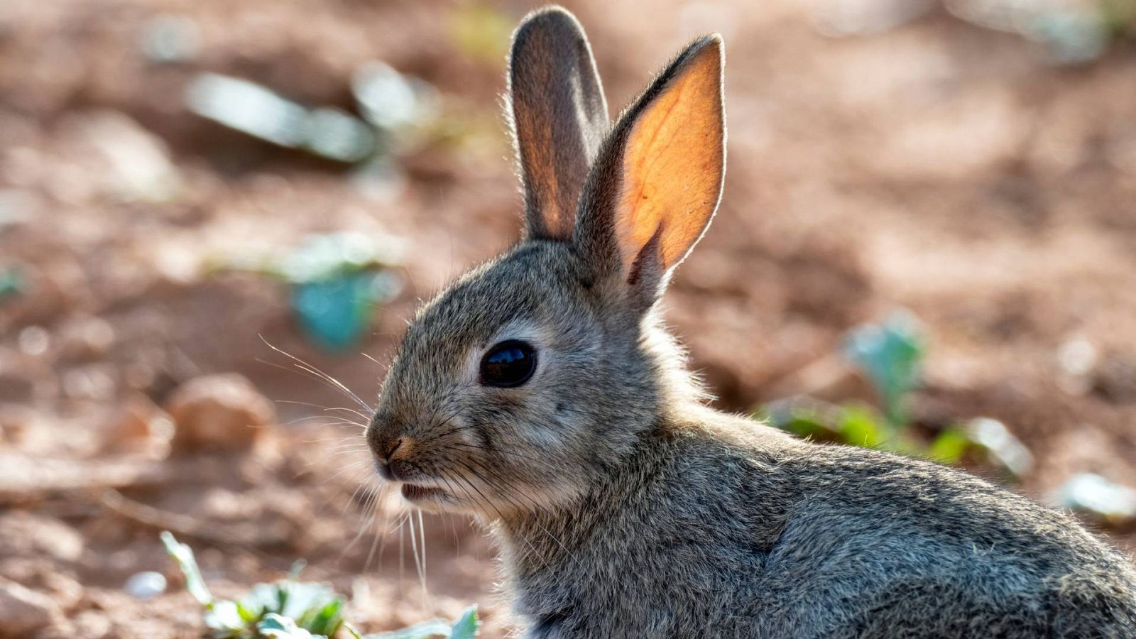 La sobrepoblación de conejos está ocasionando pérdidas en los cultivos 