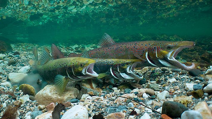 Somos Documentales - El ocaso del Rey