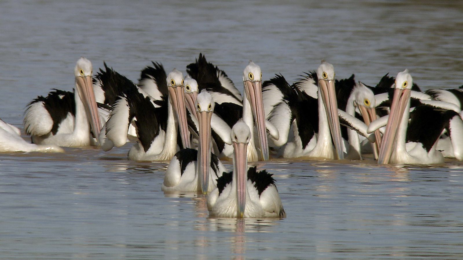 Somos documentales - El viaje de los pelícanos - Ver ahora