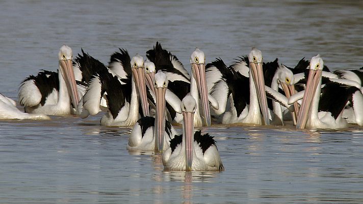Somos Documentales - El viaje de los pelícanos
