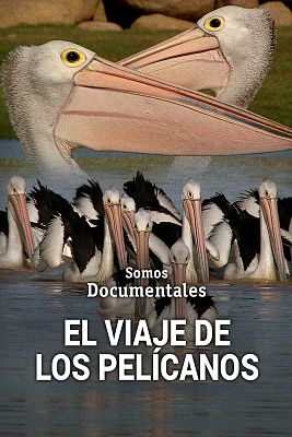 Somos Documentales - El viaje de los pelícanos