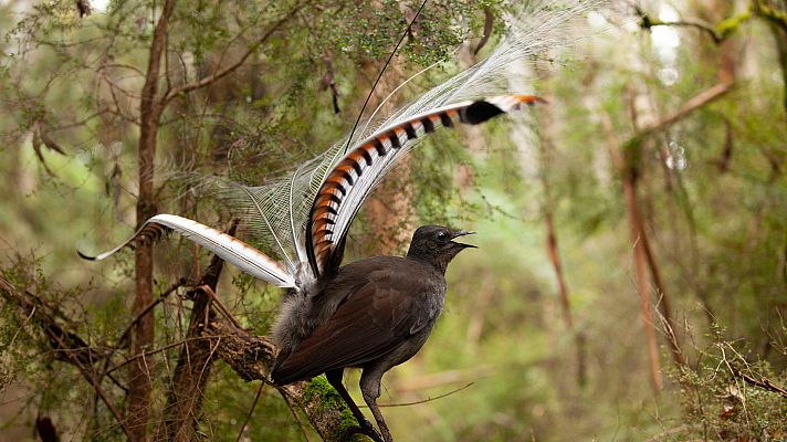 Somos Documentales - Maravillas sonoras con David Attenborough