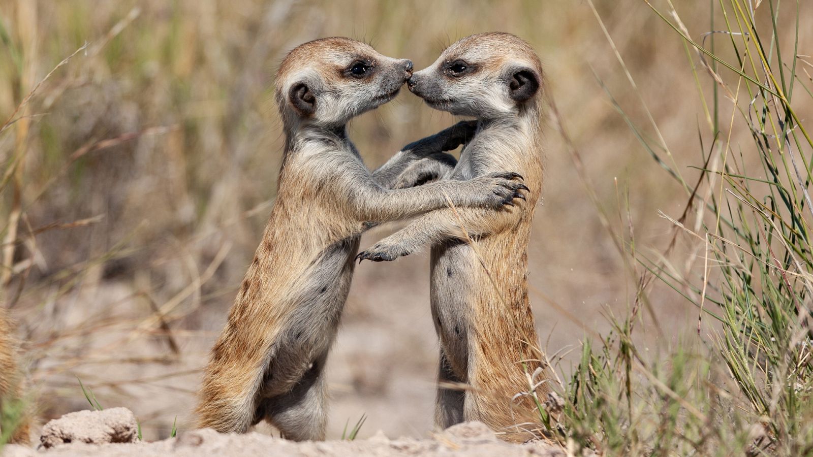 Somos documentales - Cómo los animales hablan entre ellos - Documental en RTVE