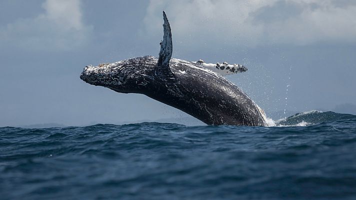 La ONU alcanza un acuerdo para proteger los océanos