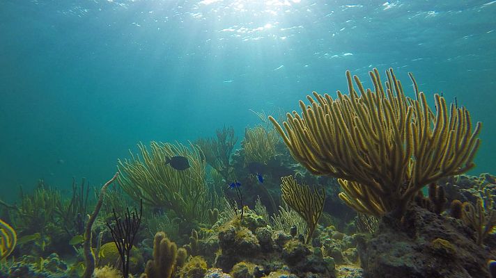 Telediario Fin de Semana - Lisboa, pionera en la reproducción de corales como medida para salvar los arrecifes