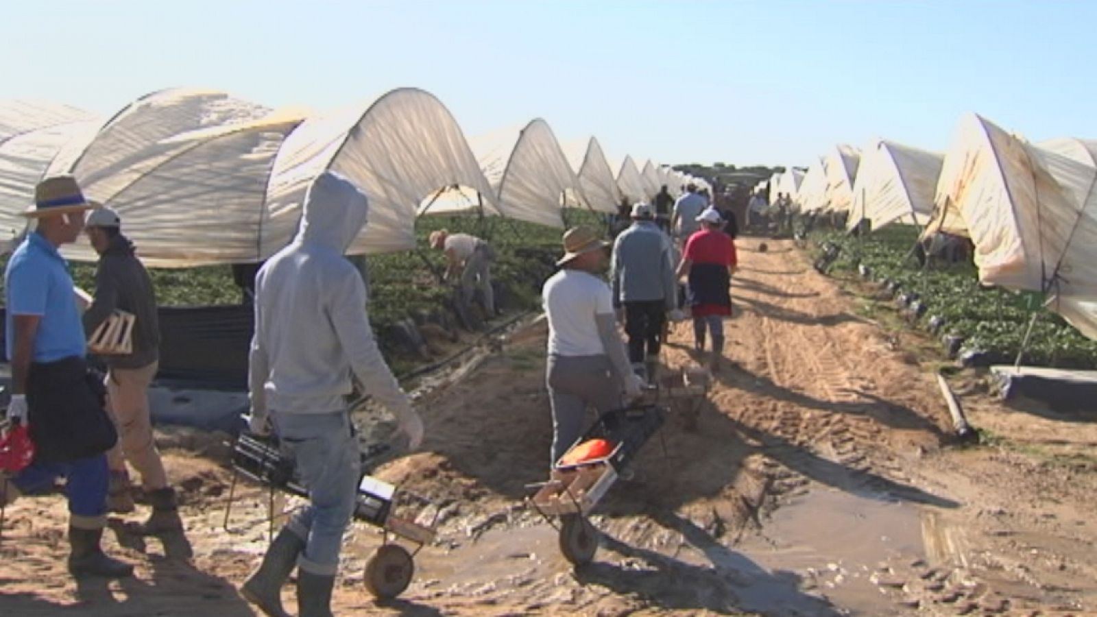 Nueva Ley para regadíos de Doñana