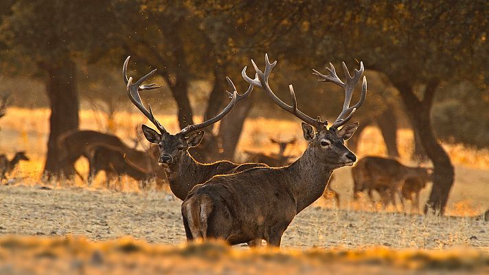 Somos documentales - Extremadura, paraíso natural de Europa - Ver ahora