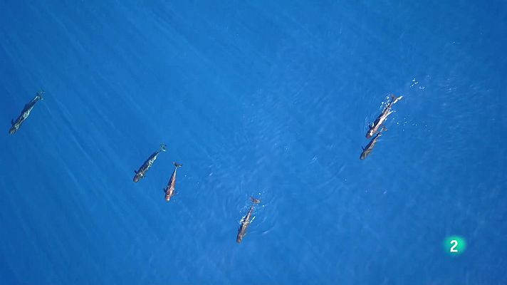 Telecanarias - Telecanarias 2 - 06/03/2023