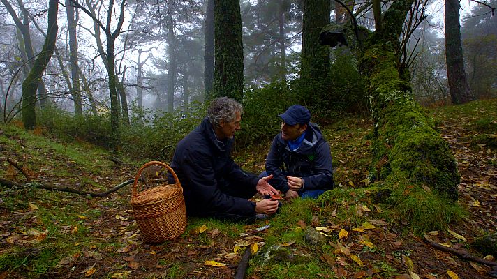 El señor de los bosques - Senda del Helechal