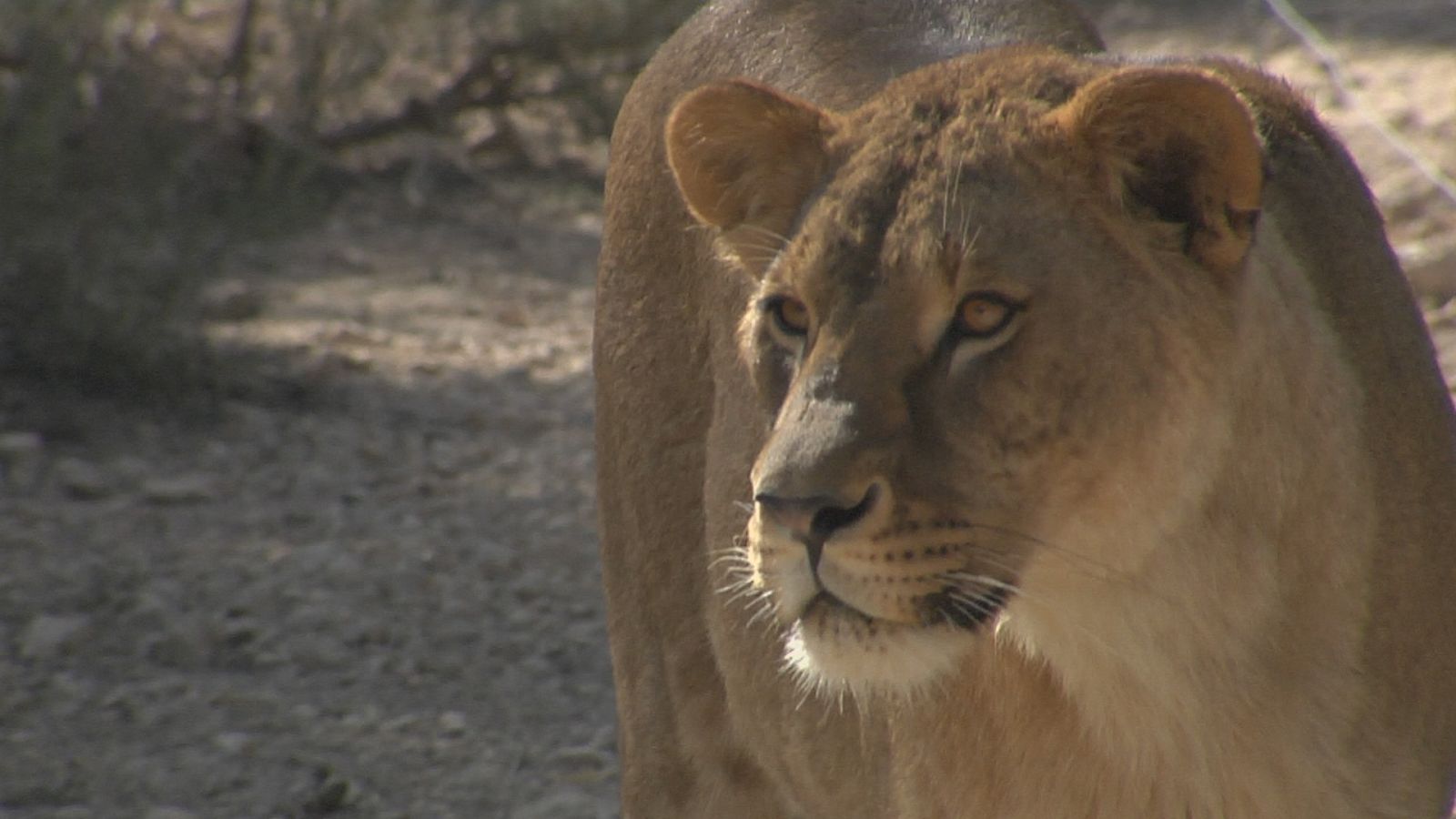 Primadomus de Villena: el nuevo hogar para cientos de primates y grandes felinos intervenidos